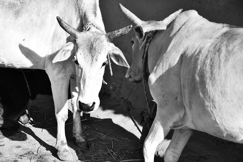 Cow